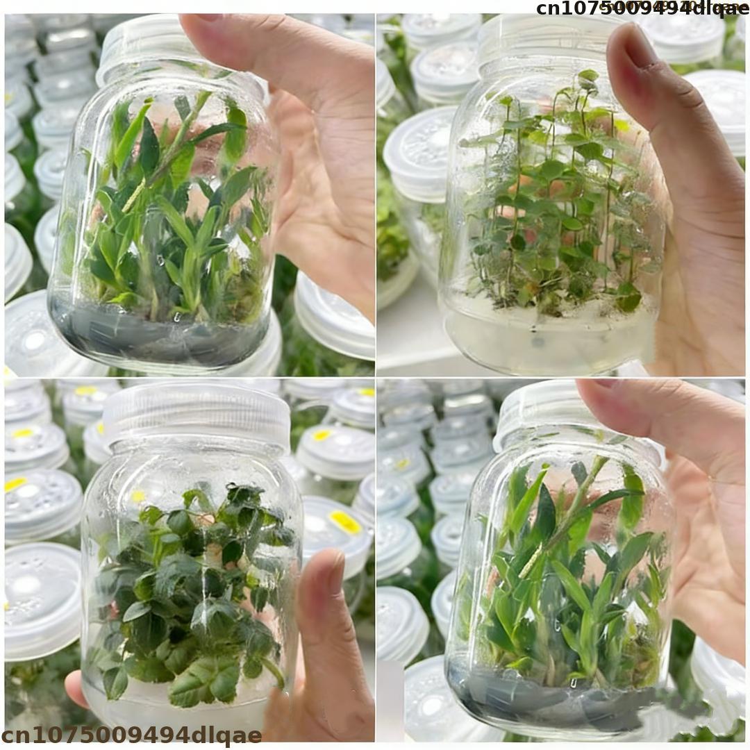 Tissue Culture Plant - Bitki Doku Kültürü Agar Tozu Yüksek