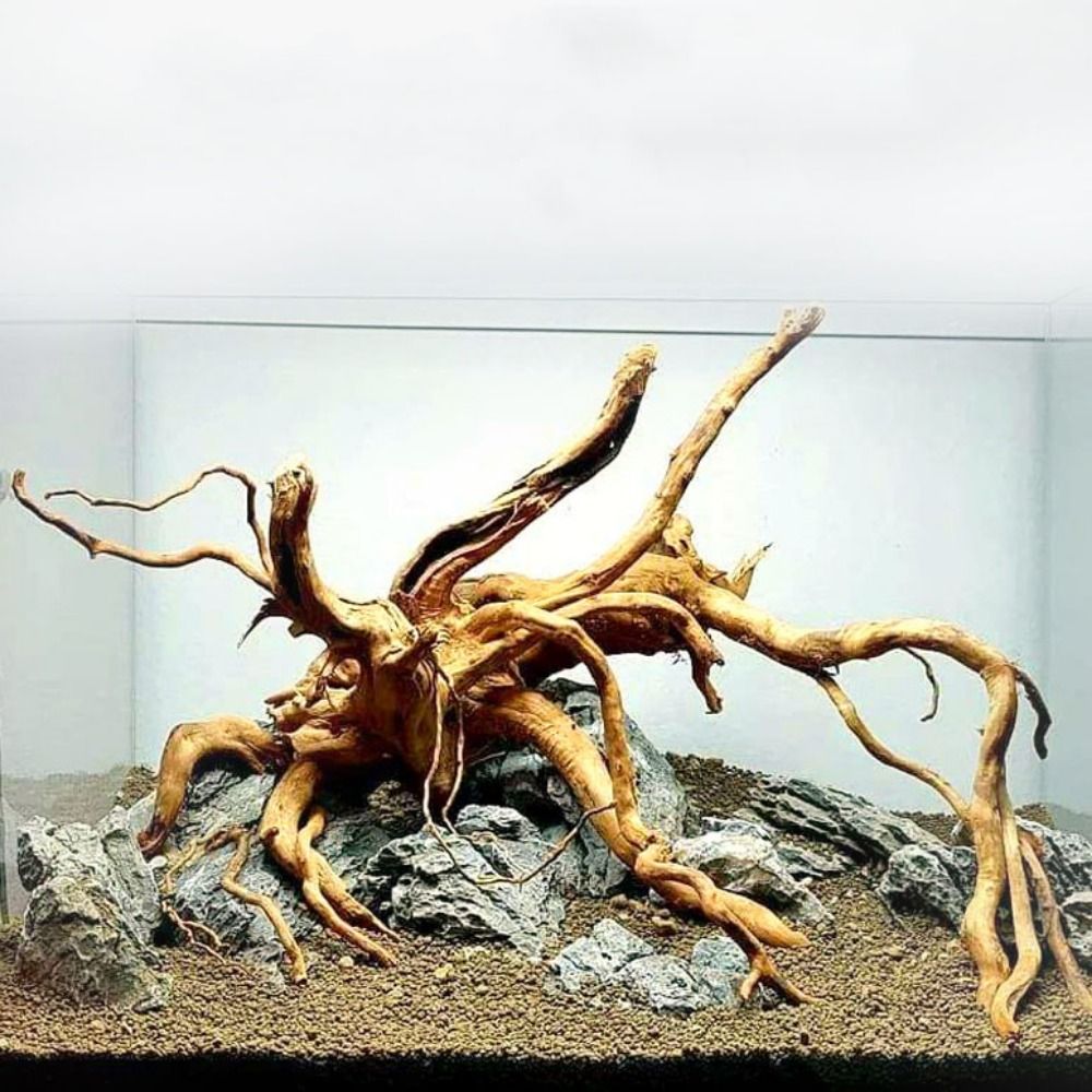 Aquarium Planted Wood - 20-25CM Büyük Akvaryum Driftwood Doğal Balık
