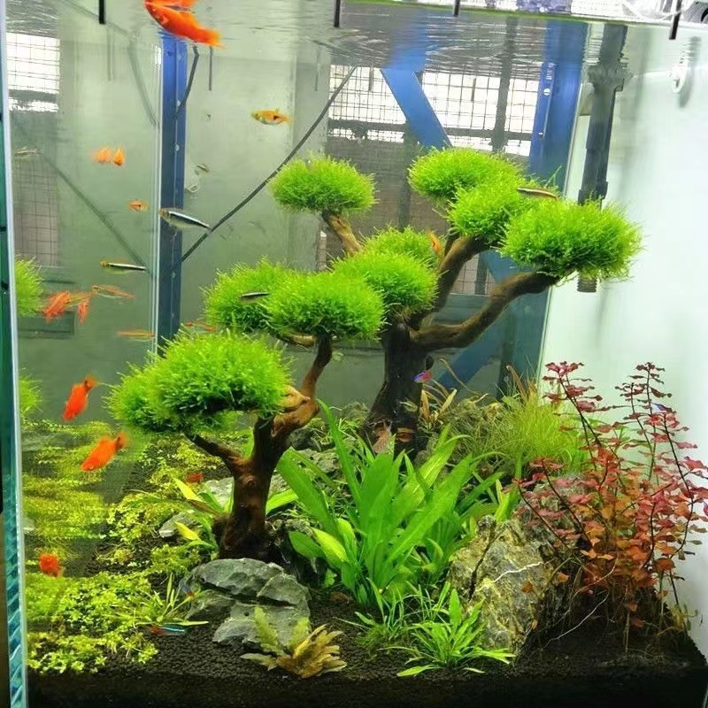 Aquarium Planted Wood - Balık tankı yeşillendirme ahşap çerçeve dikim
