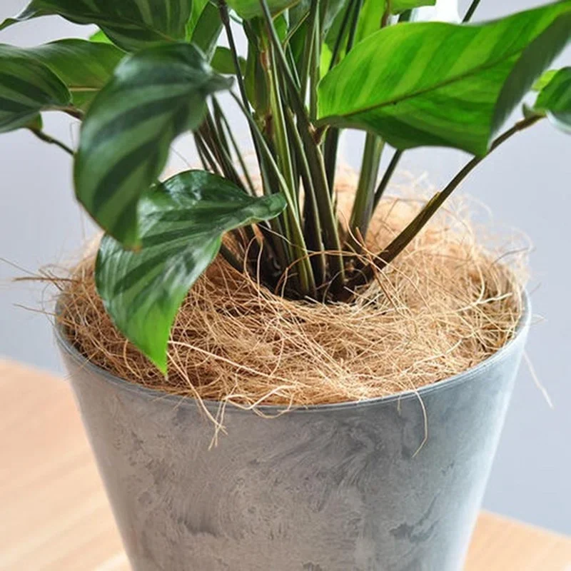 Doğal Hindistan Cevizi Kabuğu  - Tissue Culture Plant incelemesi ve fiyatı