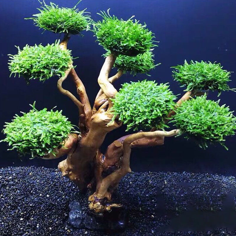 Balık tankı yeşillendirme ahşa - Aquarium Planted Wood incelemesi ve fiyatı
