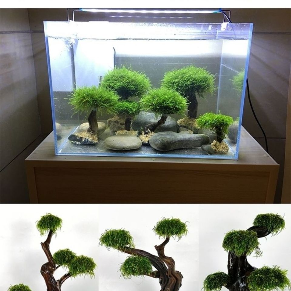 Balık tankı yeşillendirme ahşa - Aquarium Planted Wood incelemesi ve fiyatı