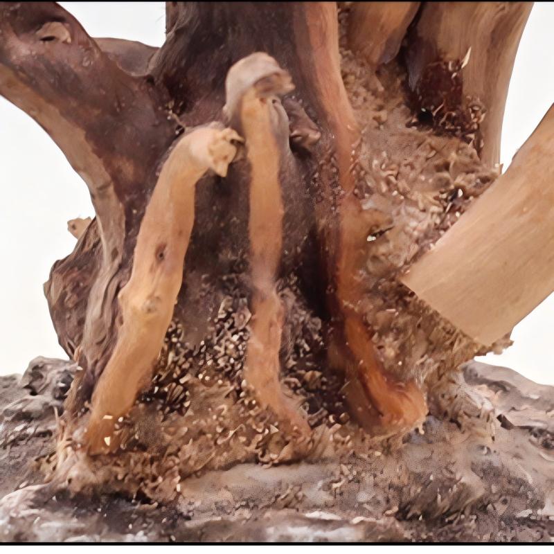 1 adet akvaryum peyzaj ahşap s - Aquarium Planted Wood incelemesi ve fiyatı
