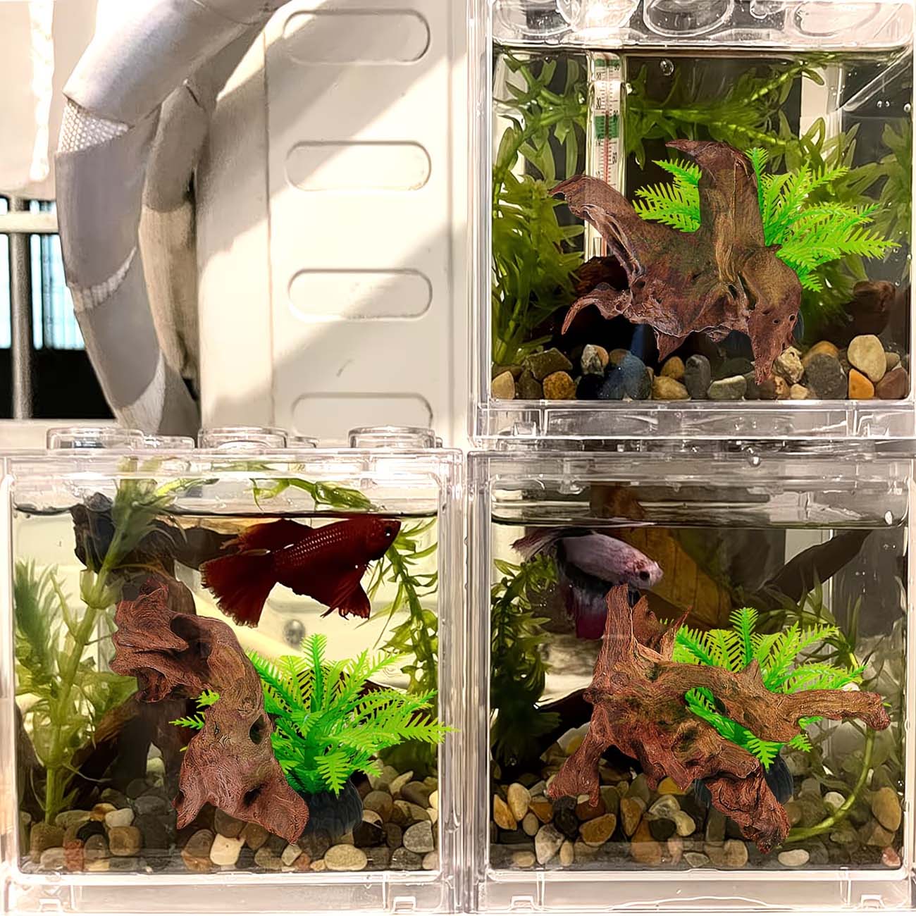 5-10CM Doğal Batan Kökler Akva - Aquarium Planted Wood incelemesi ve fiyatı