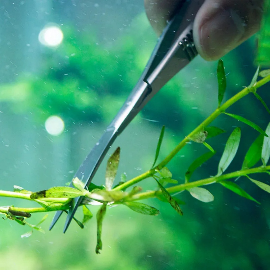 Kavisli Düz Yaylı Makas Akvary - Planted Aquarium Maintenance Kit incelemesi ve fiyatı